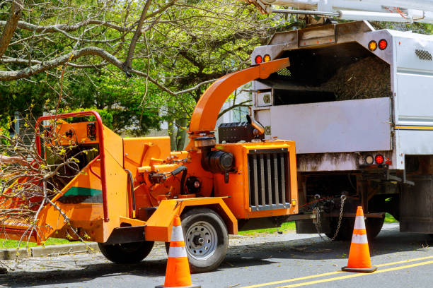 Best Root Management and Removal  in Langdon, ND